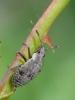 Deraeocoris sp.